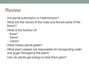 Review Are plants autotrophic or heterotrophic What are