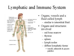 Lymphatic and Immune System Organs vessels and a