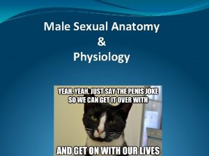 Male Sexual Anatomy Physiology Male Sexual Anatomy The