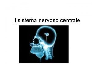 Il sistema nervoso centrale Due parti del rombencefalo