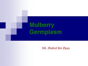 Mulberry Germplasm DR Shahid Bin Zeya Mulberry germplasm