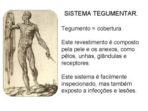 SISTEMA TEGUMENTAR Tegumento cobertura Este revestimento composto pela