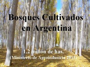 Bosques Cultivados en Argentina 1 2 milln de