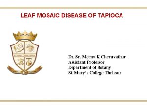 LEAF MOSAIC DISEASE OF TAPIOCA Dr Sr Meena