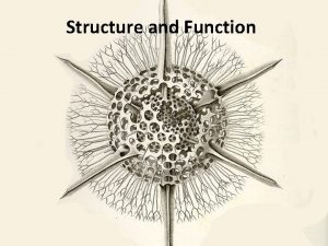 Structure and Function Structure and Function in the