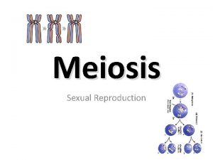 Meiosis Sexual Reproduction Mitosis Review Mitosis division of