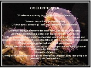 COELENTERATA q Coelenterata sering juga disebut dengan Cnidaria