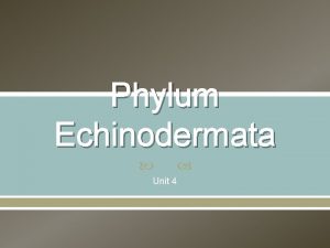 Phylum Echinodermata Unit 4 Video Introduction Phylum Echindermata