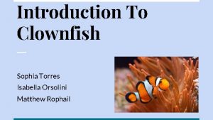 Introduction To Clownfish Sophia Torres Isabella Orsolini Matthew