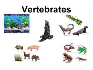 Vertebrates Vertebrates Have a backbone Are all in