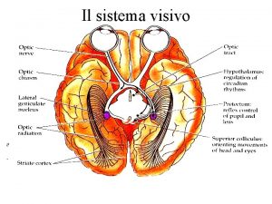 Il sistema visivo La decussazzione del sistema visivo