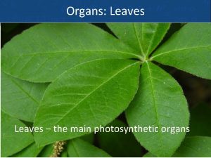 Organs Leaves the main photosynthetic organs Types of