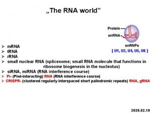 The RNA world m RNA t RNA r