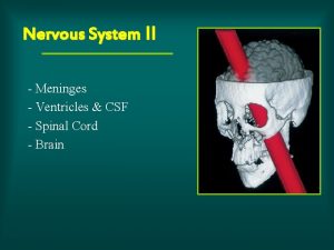 Nervous System II Meninges Ventricles CSF Spinal Cord