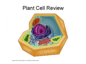 Plant Cell Review Photosynthesis Occurs in plants Involves