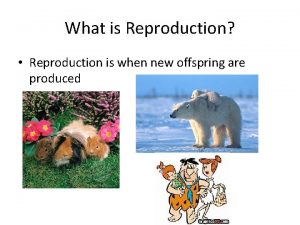 What is Reproduction Reproduction is when new offspring