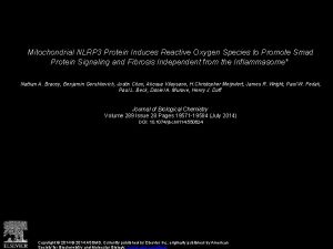 Mitochondrial NLRP 3 Protein Induces Reactive Oxygen Species