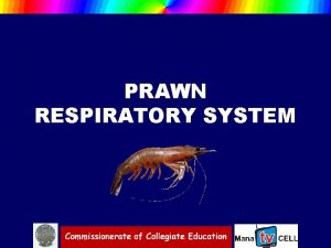 PRAWN RESPIRATORY SYSTEM Prawn respires in the aquatic