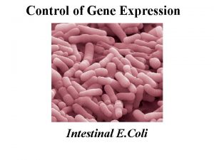Control of Gene Expression Intestinal E Coli Mechanisms