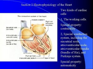 Section 2 Electrophysiology of the Heart Two kinds