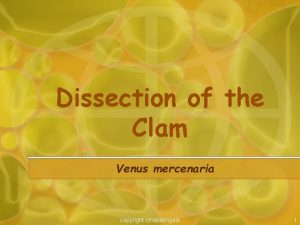 Dissection of the Clam Venus mercenaria copyright cmassengale