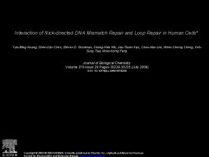 Interaction of Nickdirected DNA Mismatch Repair and Loop