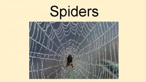 Spiders Spiders Introduction Humans have been interested in