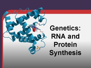 Genetics RNA and Protein Synthesis Review Protein synthesis