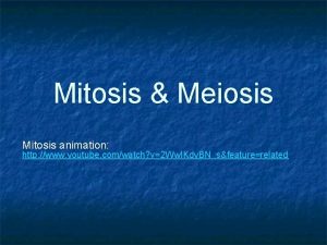 Mitosis Meiosis Mitosis animation http www youtube comwatch