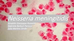 Neisseria meningitidis Amabile Gianjoppe Rossetti Gabriela Barbuti Panizza