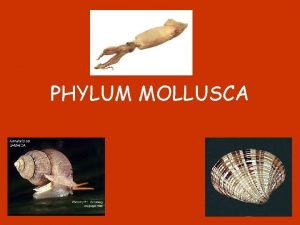 PHYLUM MOLLUSCA Class Bivalvia 1 Clams oysters mussels