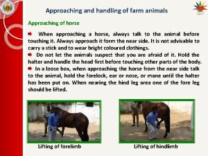 Approaching and handling of farm animals Approaching of