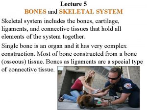 Lecture 5 BONES and SKELETAL SYSTEM Skeletal system