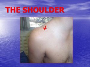 THE SHOULDER The shoulder region is made of