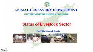 ANIMAL HUSBANDRY DEPARTMENT GOVERNMENT OF ANDHRA PRADESH Status