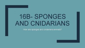 16 B SPONGES AND CNIDARIANS How are sponges