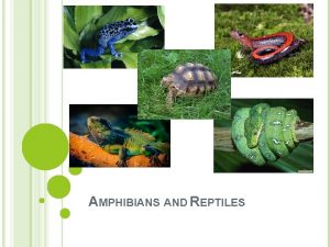AMPHIBIANS AND REPTILES AMPHIBIANS Classification Taxonomy Kingdom Animalia