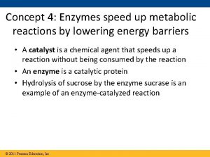 Concept 4 Enzymes speed up metabolic reactions by