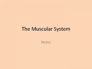 The Muscular System Notes Note The Muscular Systems