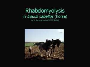 Rhabdomyolysis in Equus caballus horse By R Rampersadh