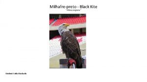 Milhafrepreto Black Kite Milvus migrans Student Sofia Machado