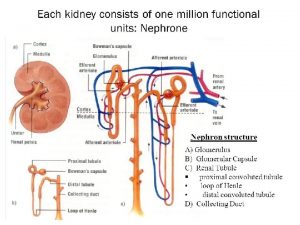 Diseases affecting tubules interstitium v 1 Interstitial nephritis