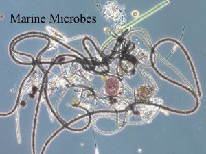 Marine Microbes Viruses Commonly found in marine environments