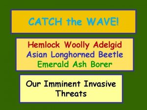 CATCH the WAVE Hemlock Woolly Adelgid Asian Longhorned