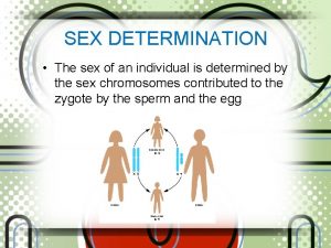 SEX DETERMINATION The sex of an individual is