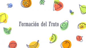 Formacin del Fruto Observa cmo crece la semilla