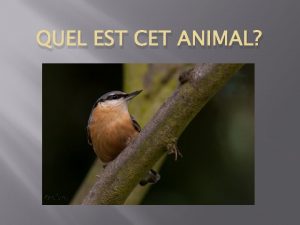 QUEL EST CET ANIMAL Cest la Sittelle torchepot