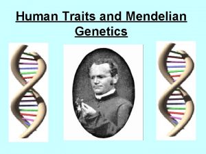 Human Traits and Mendelian Genetics Genetic Vocabulary Genetics