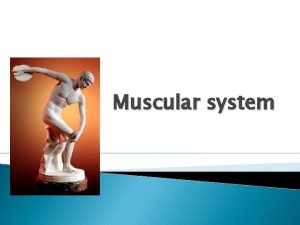 Muscular system The function of the muscular system