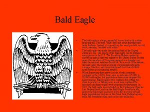 Bald Eagle The bald eagle is a large